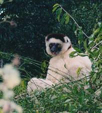 File:Berenty sifaka.jpg