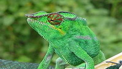 http://upload.wikimedia.org/wikipedia/commons/thumb/4/49/Chamaeleon1a.jpg/220px-Chamaeleon1a.jpg