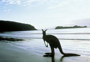kangaroo-island-beach.jpg