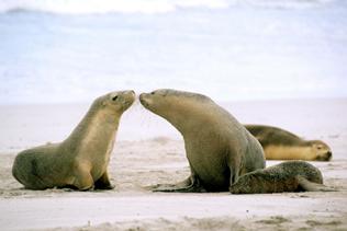 sa-kangaroo-island-sealions_jpg_2092326501.jpg