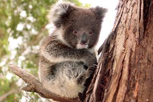 sa-kangaroo-island-koala_jpg_2092326501.jpg