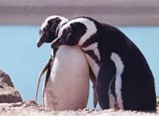 http://www.visitingargentina.com/eng/chubut/images/chubut_trelew.jpg