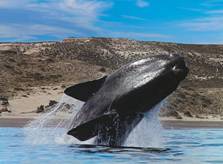 http://www.exploreargentina.com/multimedia/paquete/imgHightSize/ID61_peninsula-valdes-y-ballenas-491adf59abfd1.jpg